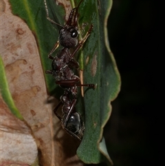 Myrmecia sp. (genus) at Freshwater Creek, VIC - 5 Apr 2025 09:42 PM