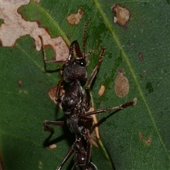 Myrmecia sp. (genus) at Freshwater Creek, VIC - 5 Apr 2025 09:42 PM