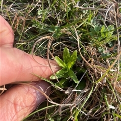 Epilobium billardiereanum (Willowherb) at Rendezvous Creek, ACT - 10 Sep 2024 by JamesVandersteen