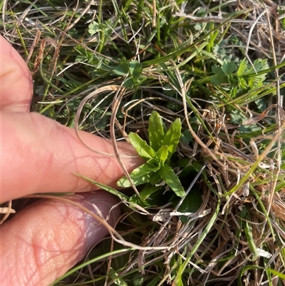 Epilobium billardiereanum (Willowherb) at Rendezvous Creek, ACT - 10 Sep 2024 by JamesVandersteen