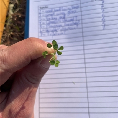 Trifolium sp. (Clover) at Rendezvous Creek, ACT - 10 Sep 2024 by JamesVandersteen