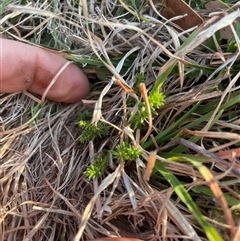 Asperula conferta (Common Woodruff) at Rendezvous Creek, ACT - 10 Sep 2024 by JamesVandersteen