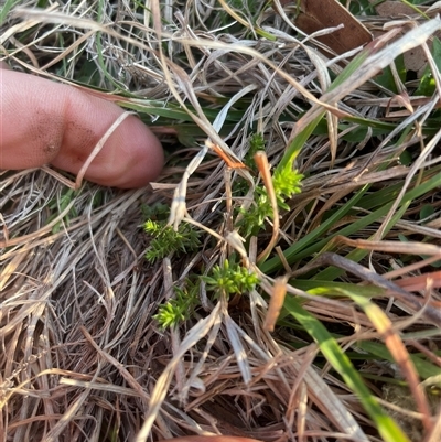 Asperula conferta (Common Woodruff) at Rendezvous Creek, ACT - 10 Sep 2024 by JamesVandersteen