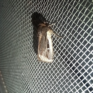 Proteuxoa tortisigna at Latham, ACT - 26 Apr 2025 07:35 PM