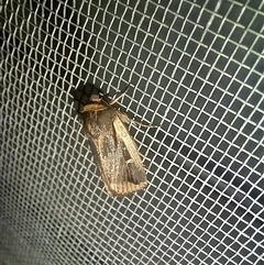 Proteuxoa tortisigna at Latham, ACT - 26 Apr 2025 07:35 PM