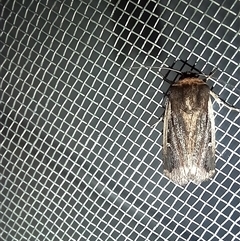 Proteuxoa tortisigna at Latham, ACT - 26 Apr 2025 07:35 PM