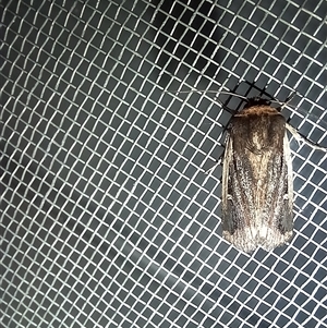Proteuxoa tortisigna at Latham, ACT - 26 Apr 2025 07:35 PM