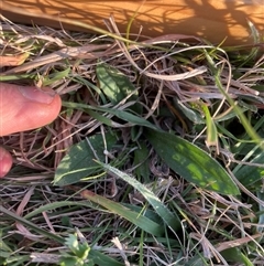 Plantago varia (Native Plaintain) at Rendezvous Creek, ACT - 10 Sep 2024 by JamesVandersteen