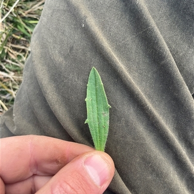 Plantago varia (Native Plaintain) at Rendezvous Creek, ACT - 10 Sep 2024 by JamesVandersteen