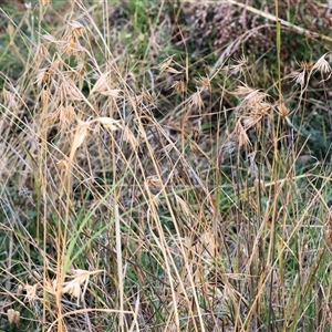 Themeda triandra at West Wodonga, VIC - 25 Apr 2025 12:29 PM