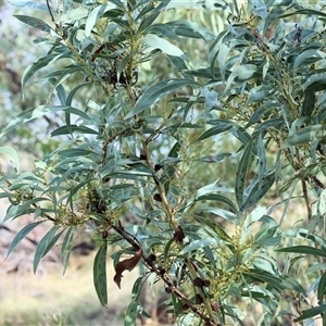 Acacia rubida at West Wodonga, VIC - 25 Apr 2025 12:30 PM