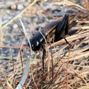 Teleogryllus commodus at West Wodonga, VIC - 25 Apr 2025 12:34 PM