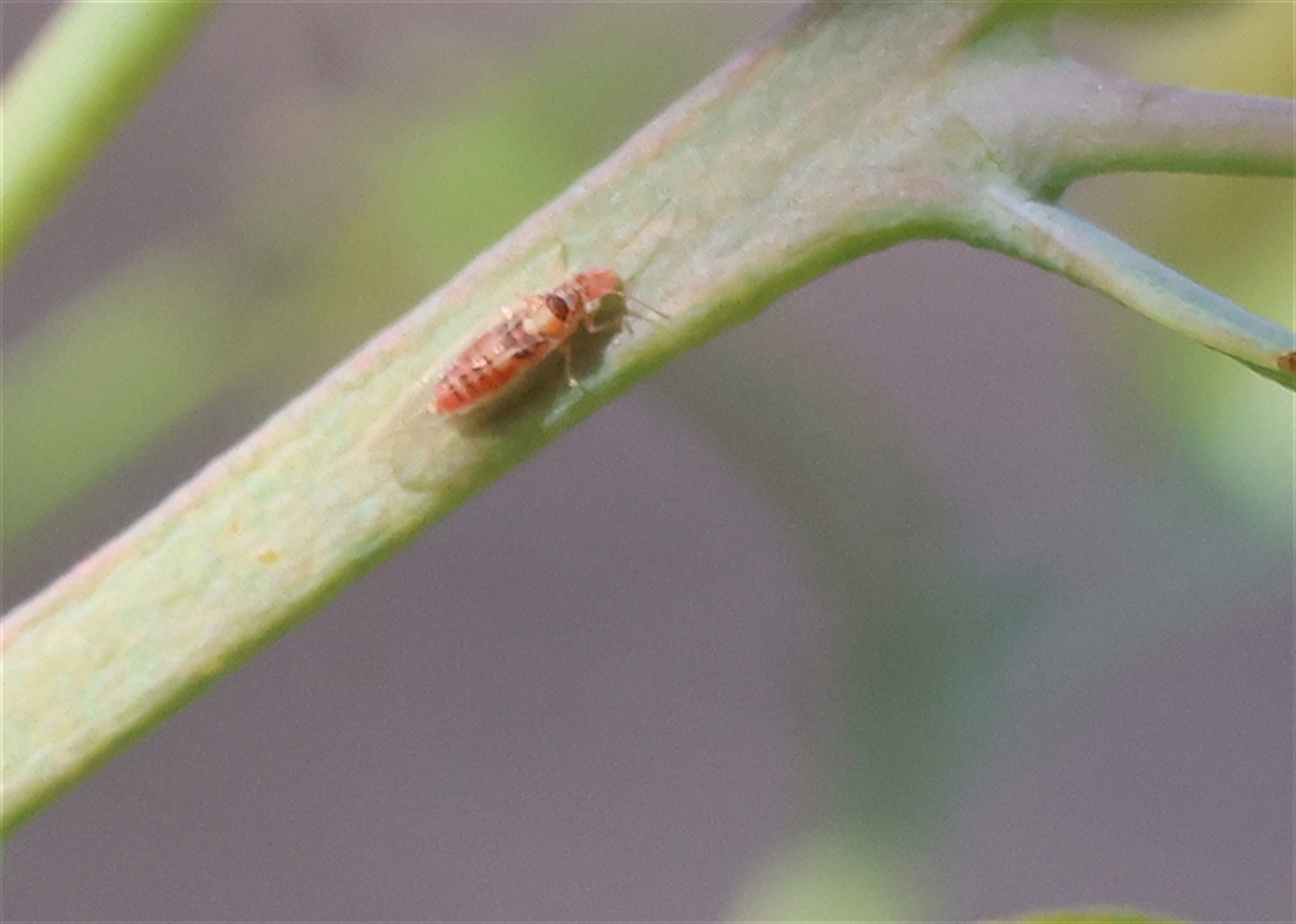 Psyllidae sp. (family) at West Wodonga, VIC - 25 Apr 2025 12:35 PM
