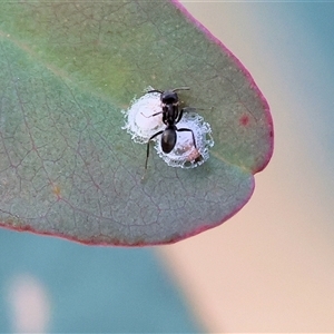 Formicidae (family) at West Wodonga, VIC - 25 Apr 2025 12:46 PM
