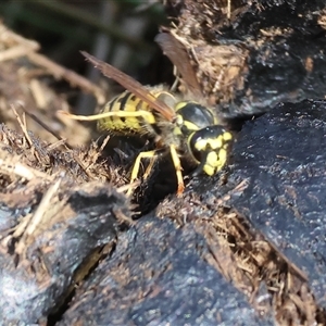 Vespula germanica at West Wodonga, VIC - 25 Apr 2025 12:47 PM