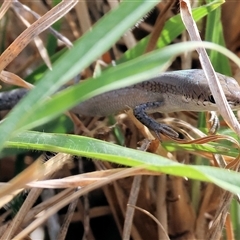 Carlia tetradactyla at West Wodonga, VIC - 25 Apr 2025 12:58 PM