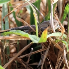 Carlia tetradactyla at West Wodonga, VIC - 25 Apr 2025 12:58 PM