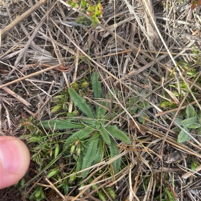 Plantago hispida (Hairy Plantain) at Rendezvous Creek, ACT - 11 Sep 2024 by JamesVandersteen