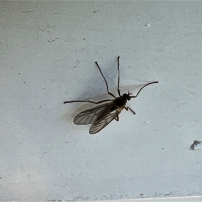 Boreoides subulatus (Wingless Soldier Fly) at Aranda, ACT - 21 Apr 2025 by Jubeyjubes