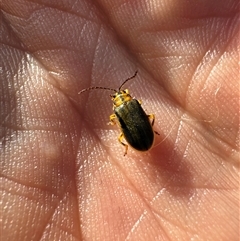 Xanthogaleruca luteola (Elm leaf beetle) at Aranda, ACT - 20 Apr 2025 by Jubeyjubes