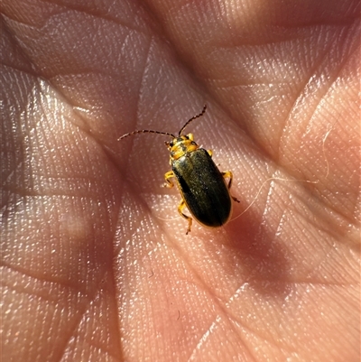 Xanthogaleruca luteola (Elm leaf beetle) at Aranda, ACT - 20 Apr 2025 by Jubeyjubes