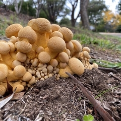 Gymnopilus junonius at Wanniassa, ACT - 27 Apr 2025 by jks