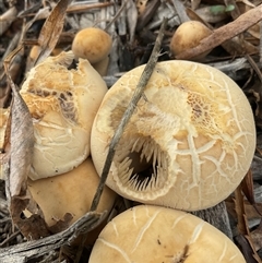 Unverified Cap on a stem; gills below cap [mushrooms or mushroom-like] at Higgins, ACT - 27 Apr 2025 by Jennybach