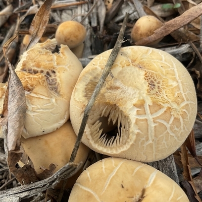 Unverified Cap on a stem; gills below cap [mushrooms or mushroom-like] at Higgins, ACT - 27 Apr 2025 by Jennybach
