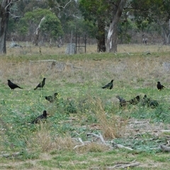 Corcorax melanorhamphos at Symonston, ACT - 27 Apr 2025 10:27 AM
