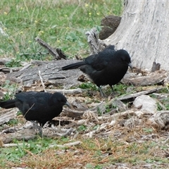 Corcorax melanorhamphos at Symonston, ACT - 27 Apr 2025 10:27 AM