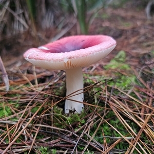 Russula sp. (genus) at Farringdon, NSW - 26 Apr 2025 05:14 PM