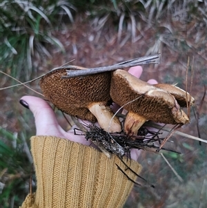Suillus bovinus at Farringdon, NSW - 26 Apr 2025 05:25 PM