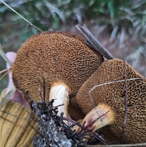 Suillus bovinus at Farringdon, NSW - 26 Apr 2025 05:25 PM