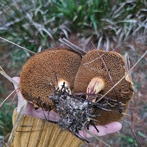 Suillus bovinus at Farringdon, NSW - 26 Apr 2025 05:25 PM