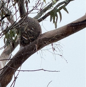Phascolarctos cinereus at Bucketty, NSW - 27 Apr 2025 11:49 AM