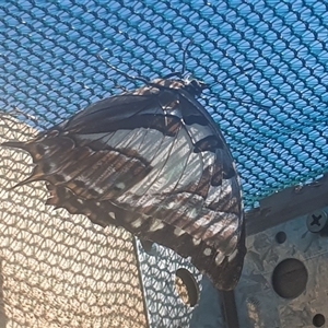 Charaxes sempronius at Wangaratta, VIC - suppressed