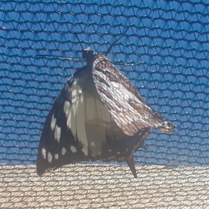 Charaxes sempronius at Wangaratta, VIC - suppressed