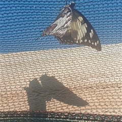 Charaxes sempronius at Wangaratta, VIC - suppressed