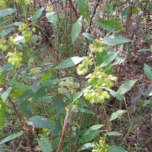 Dodonaea triquetra at Bargo, NSW - 10 Oct 2023 01:57 PM