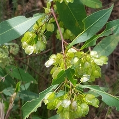 Dodonaea triquetra at Bargo, NSW - 10 Oct 2023 01:57 PM