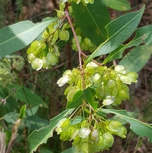 Dodonaea triquetra at Bargo, NSW - 10 Oct 2023 01:57 PM