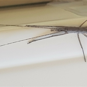 Zaprochilus australis at Bargo, NSW - 17 Sep 2023 02:00 PM