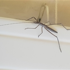 Zaprochilus australis at Bargo, NSW - 17 Sep 2023 02:00 PM