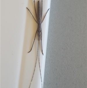 Zaprochilus australis at Bargo, NSW - 17 Sep 2023 02:00 PM