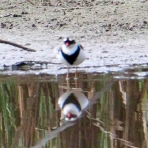 Charadrius melanops at Chiltern Valley, VIC - 26 Apr 2025 01:58 PM