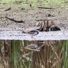 Charadrius melanops at Chiltern Valley, VIC - 26 Apr 2025 01:58 PM