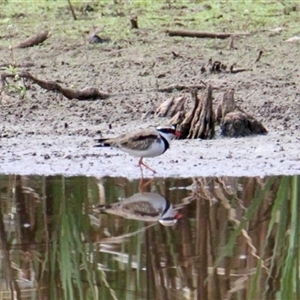 Charadrius melanops at Chiltern Valley, VIC - 26 Apr 2025 01:58 PM