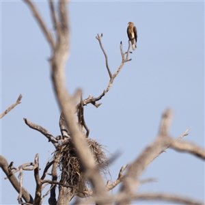 Haliastur sphenurus at Menindee, NSW - suppressed