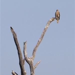 Haliastur sphenurus at Menindee, NSW - suppressed