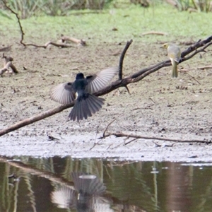 Rhipidura leucophrys at Chiltern Valley, VIC - 26 Apr 2025 01:59 PM